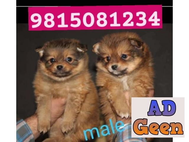 used Culture POM Puppies Available in JalandharCall 9815081234. for sale 
